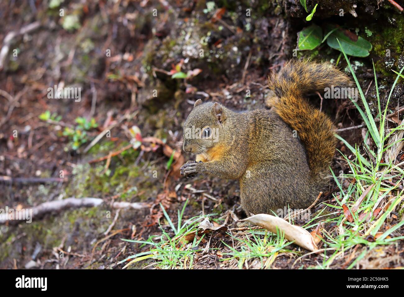 Scoiattolo rosso, scoiattolo di costa dalla ribellione rossa (Paraxerus palliatus), si trova sul terreno che alimenta, Costa Rica, Parco Nazionale del Vulcano Poas Foto Stock