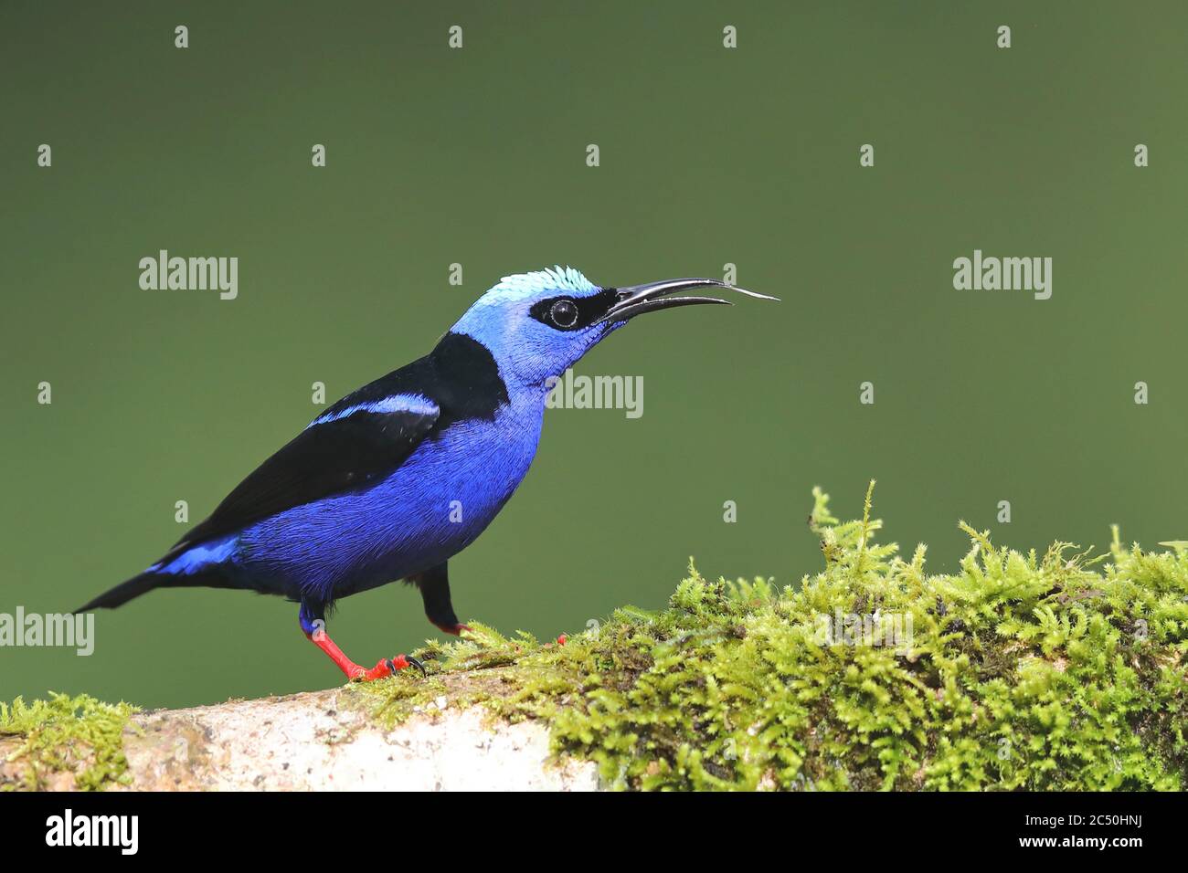 Superriduttore a zampe rosse (Cyanerpes cyaneus), maschio si siede su un ramo e la linguetta di adesione fuori, Costa Rica, Boca Tapada Foto Stock