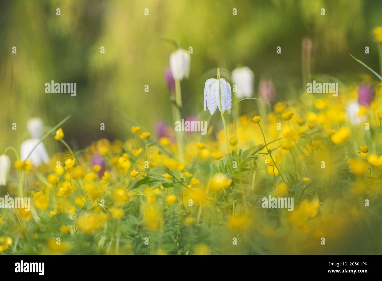 fretillaria comune, fritillaria testa di serpente (Fritillaria meleagris), fiorente in un prato con coppe di farfalle, Paesi Bassi, Overijssel Foto Stock