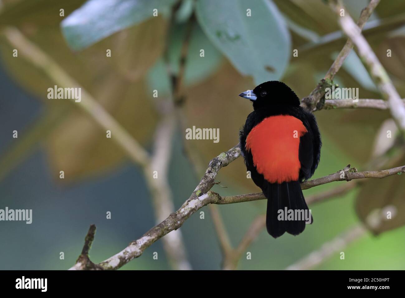 Tanager di Passerini (Ramphocelus passerinii), maschio che perching su un ramo su un albero, Costa Rica, Boca Tapada Foto Stock