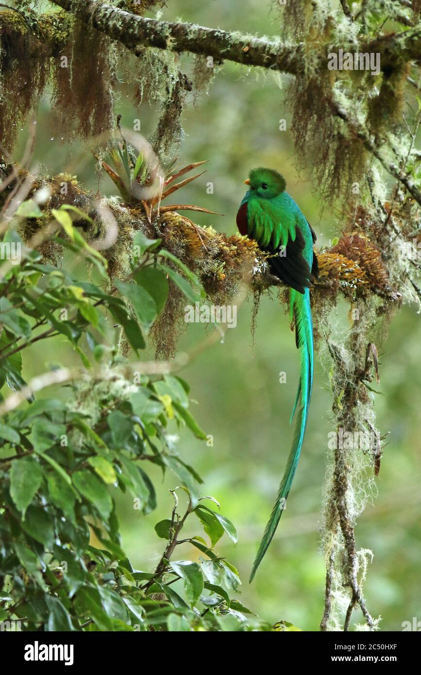 risplendente quetzal (Pharomatachrus movinno), maschio siede su un albero nella foresta di nubi, Costa Rica, Los Quetzales National Park Foto Stock