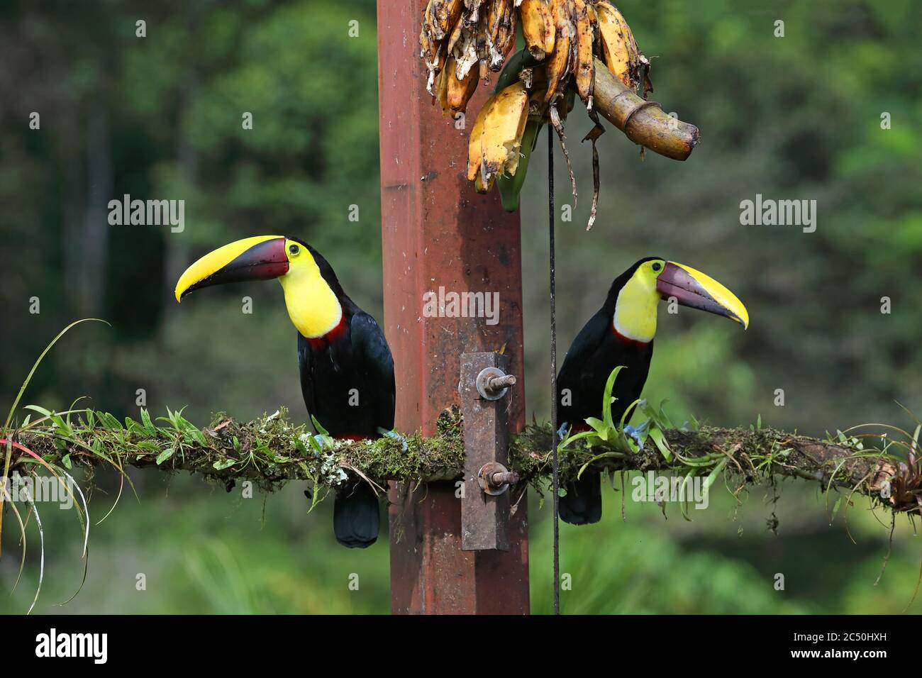 Toucan nero-mandibled (Ramphastos ambiguus), coppia siede al posto di alimentazione della banana, Costa Rica, Boca Tapada Foto Stock