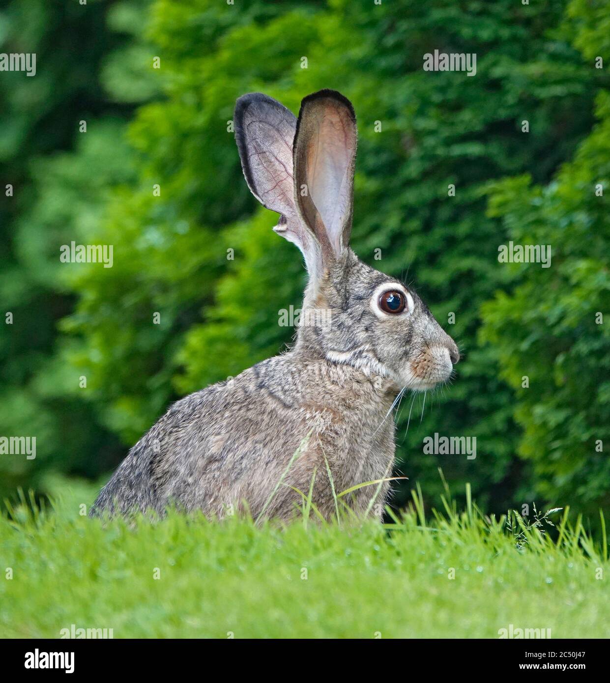 Ritratto di un jackconiglio dalla coda nera, Lepus califormicus, in un prato nella Willamette Valley dell'Oregon. Foto Stock