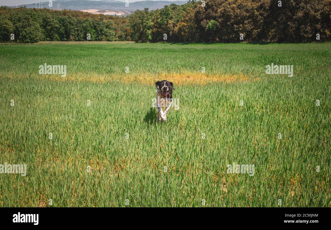 cane da caccia nero che corre verso la fotocamera in campo verde Foto Stock