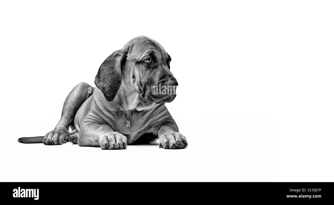 Masiff Puppy. Il Mastiff brasiliano è anche conosciuto come fila Brasileiro. Cucciolo su sfondo bianco. Foto Stock