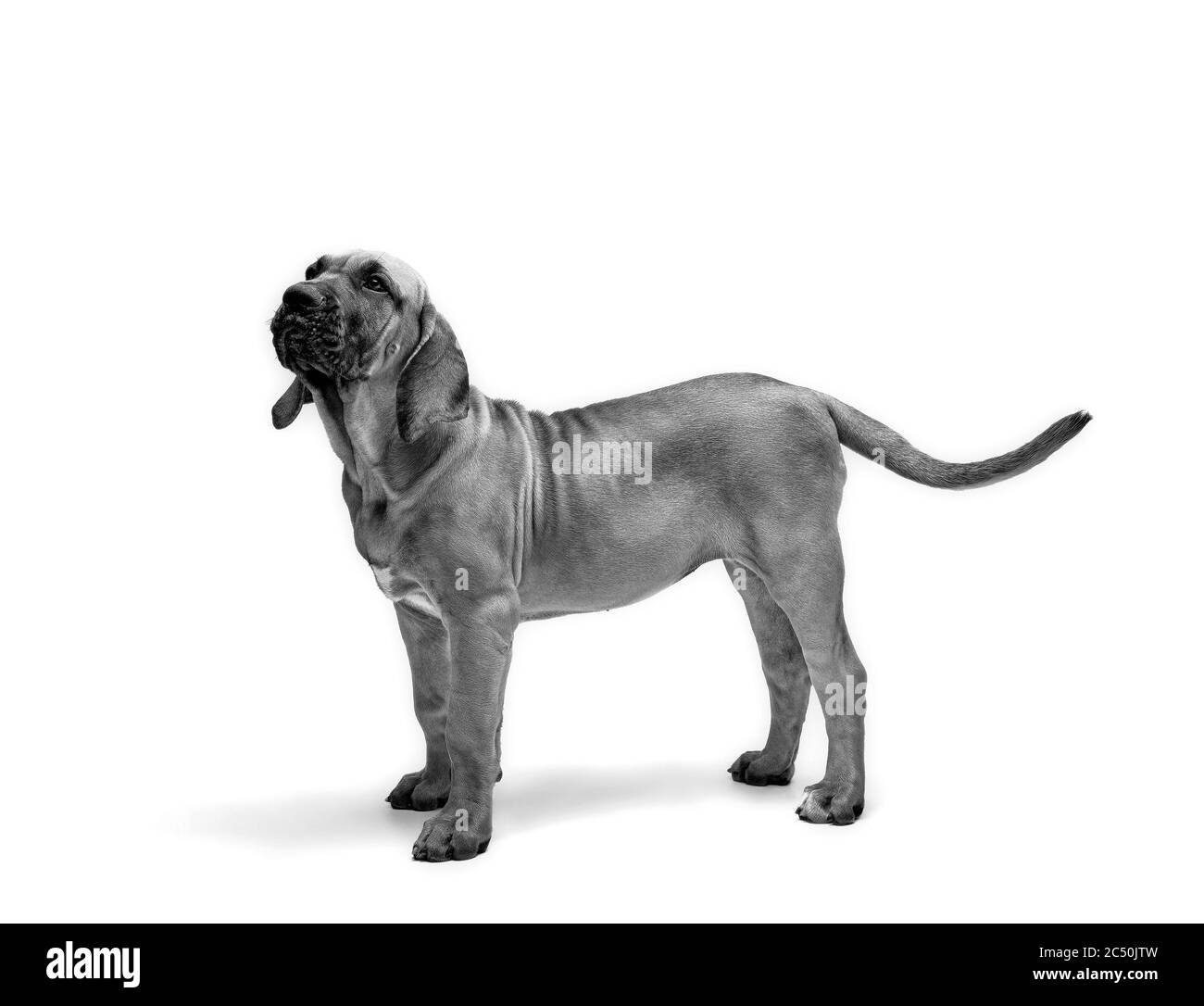 Masiff Puppy. Il Mastiff brasiliano è anche conosciuto come fila Brasileiro. Cucciolo su sfondo bianco. Foto Stock