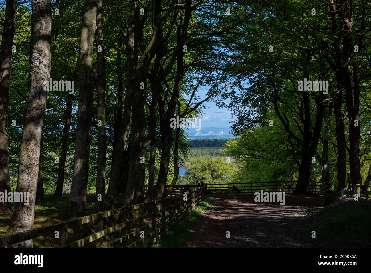 Queensferry Crossing visto dal vicolo frondoso, Edimburgo, Scozia - primavera. Foto Stock