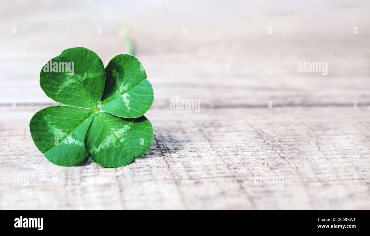 green shamrock, autentico trifoglio a quattro foglie su sfondo grigio di legno Foto Stock