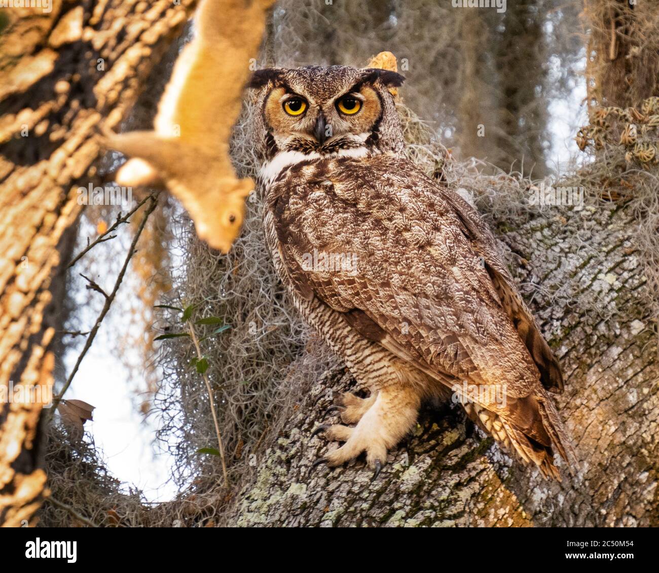 Nesting Great Horned Owl Watches Squirrel Arrampicata vicino a Nest Foto Stock