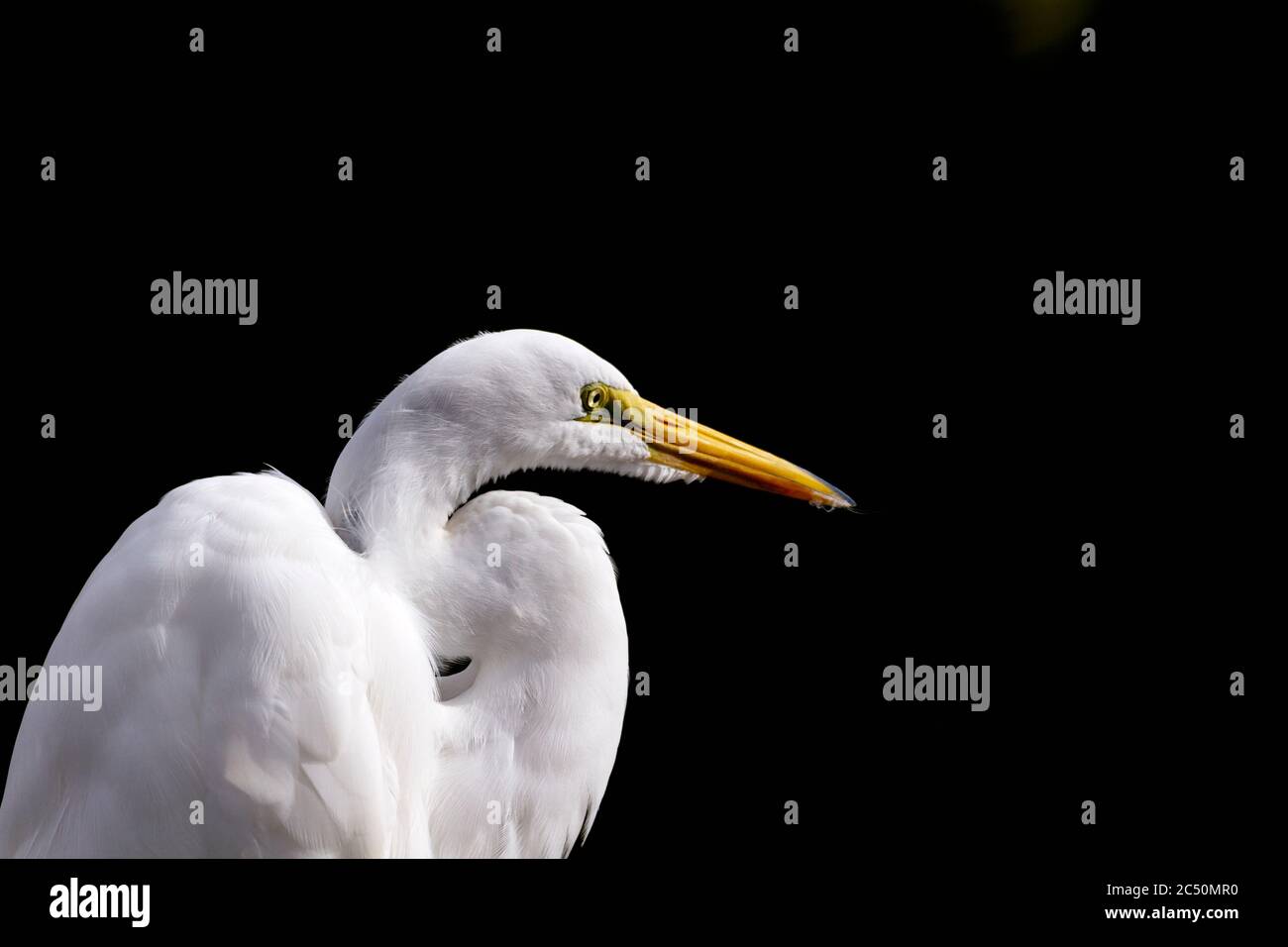 Il collo curvo e le piume bianche di Great Egret sono evidenziati contro lo spazio di copia nero a destra dell'immagine orizzontale. Foto Stock