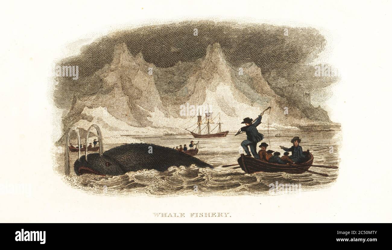 Balenotteri inglesi che cacciano balene nei mari del Nord vicino alla Groenlandia, 18 ° secolo. Un'arpooner su un battello a remi prende l'obiettivo di una balena di fronte a un paesaggio ghiacciato di iceberg. Balena o balena polare, Balaena misticetus. Pesca di balene. Incisione a mano su copperplate dal Gabinetto Naturalista del reverendo Thomas Smith, o interessanti bozzetti di Storia animale, Albion Press, James Cundee, Londra, 1806. Smith, fl. 1803-1818, è stato uno scrittore e redattore di libri sulla storia naturale, la religione, la filosofia, la storia antica e l'astronomia. Foto Stock