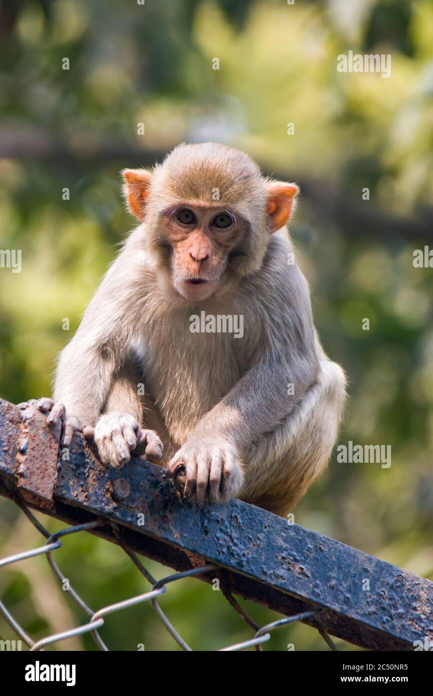 Un piccolo macaco selvaggio di Rhesus (mulatta di Macaca) a Delhi siede sulle barre di acciaio con il viso nervoso. Foto Stock