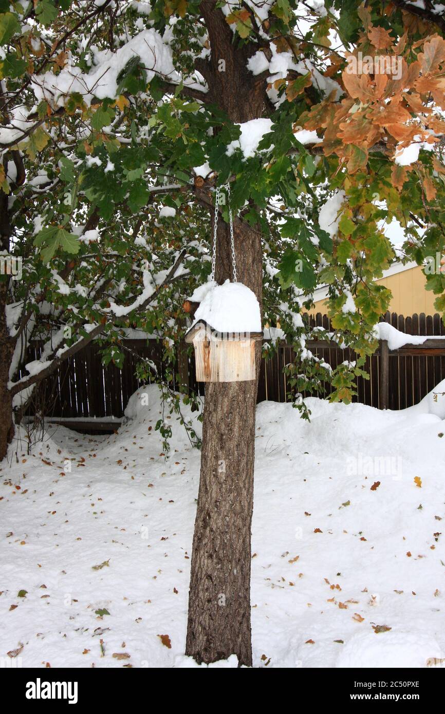 Grande tempesta di neve leggera e potente da 12 pollici a Littleton, Colorado, appena a sud di Denver, con casa degli uccelli coperta di neve. Foto Stock