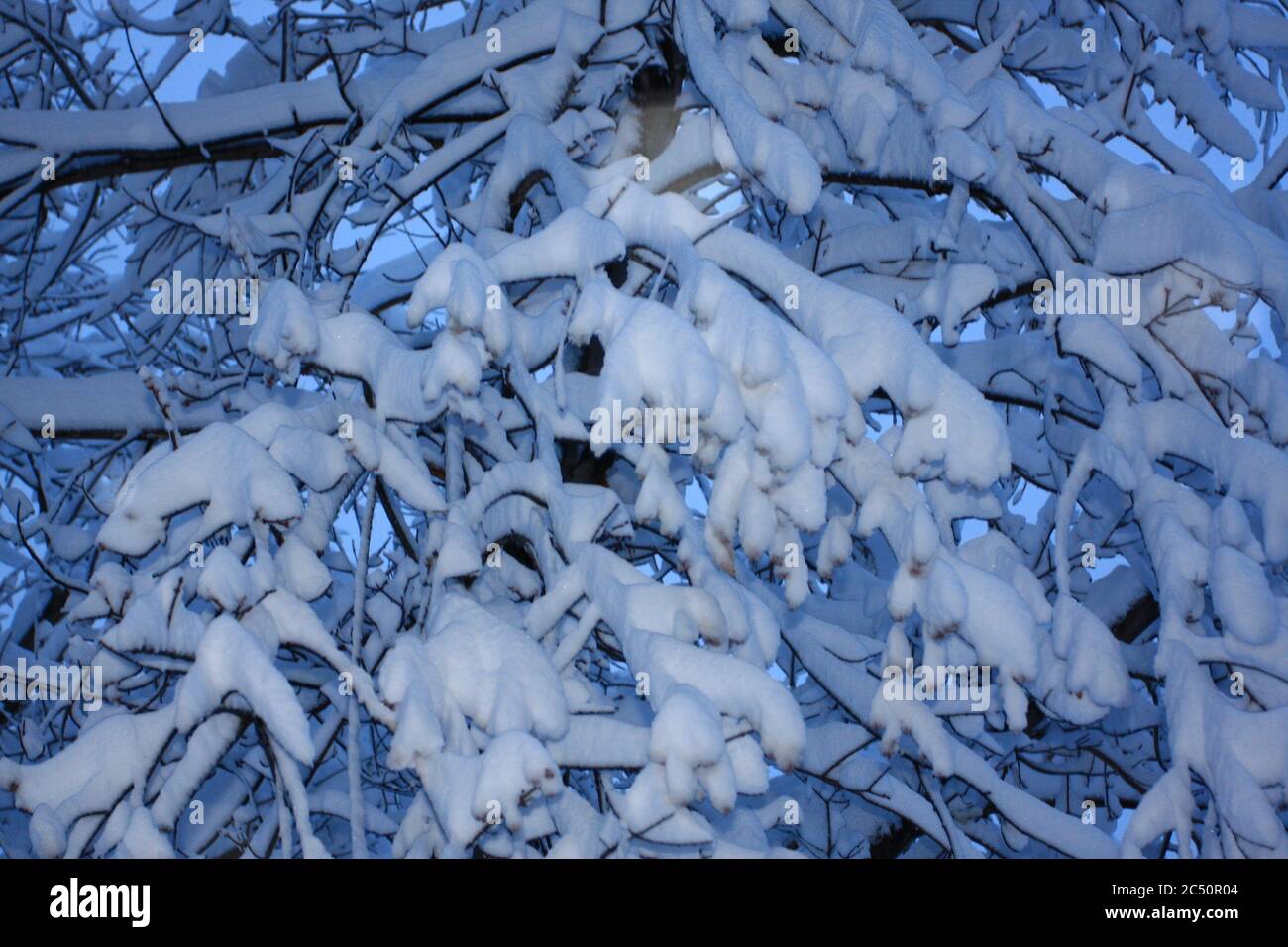 Grande tempesta di neve leggera e potente da 12 pollici a Littleton, Colorado, appena a sud di Denverwith, con una copertura di neve fresca e bianca profonda. Foto Stock