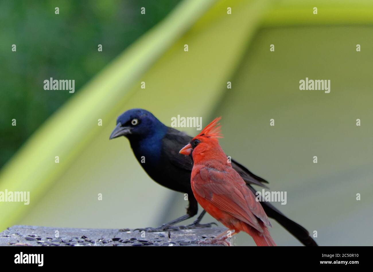 Grackle comune (Quiscale quiscula) e Cardinale del Nord (Cardinalis cardinalis) Foto Stock