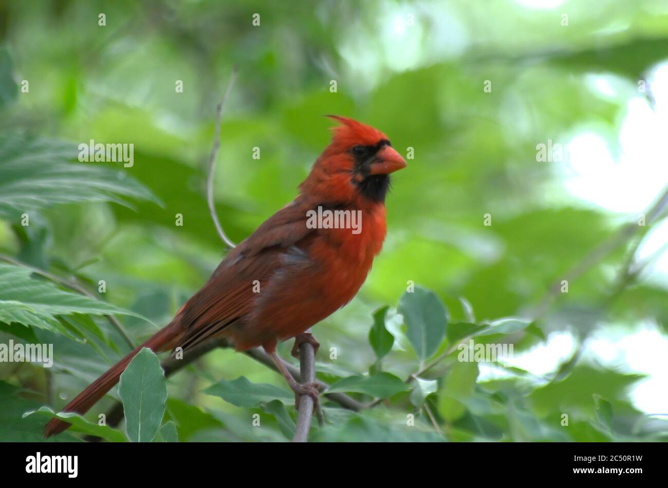 Cardinale settentrionale (Cardinalis cardinalis) arroccato in un albero tra alcune foglie verdi Foto Stock