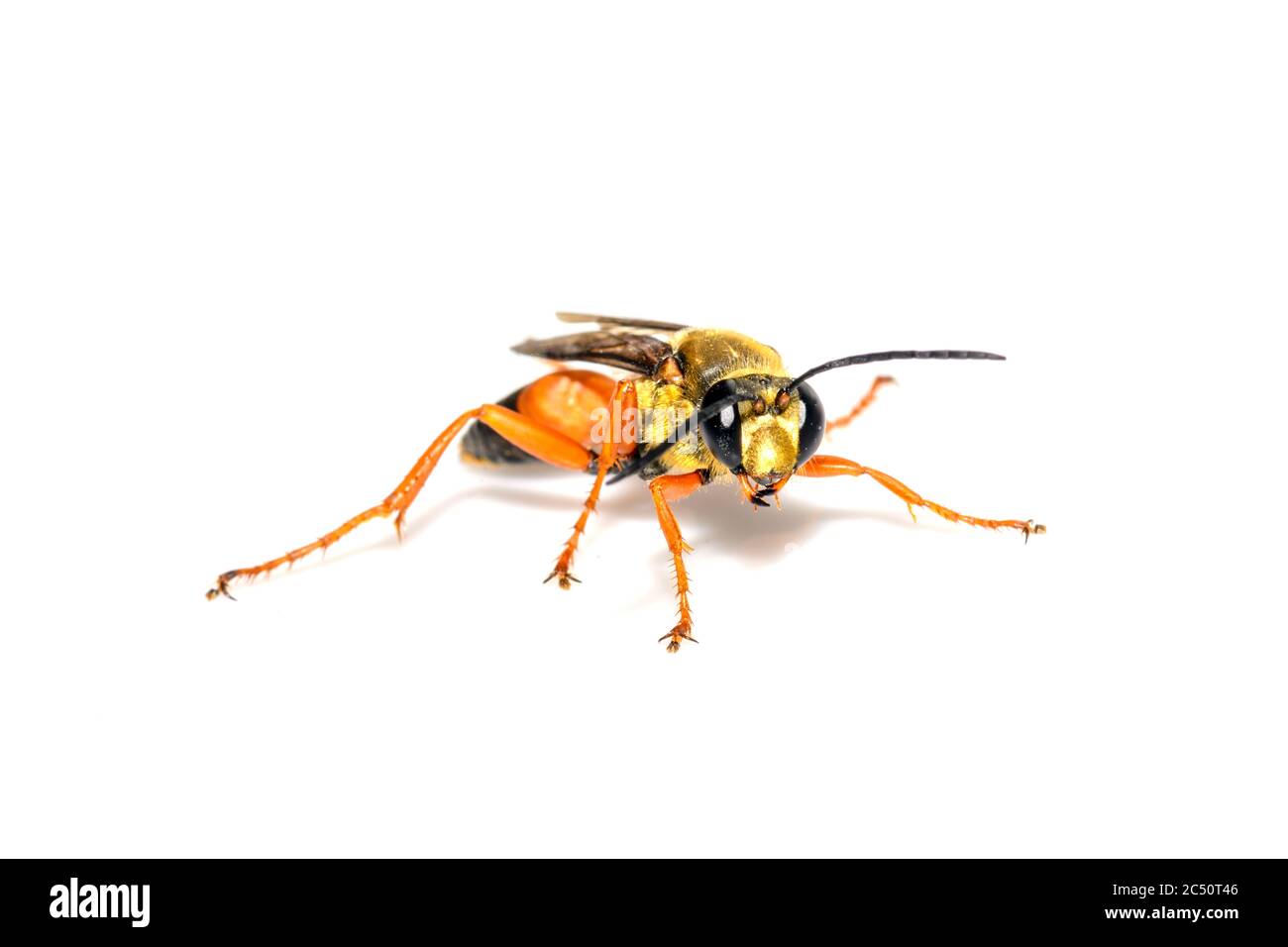 Grande gergo d'oro wasp o digger di sabbia - Sphex ichneumoneus primo piano su sfondo bianco Foto Stock