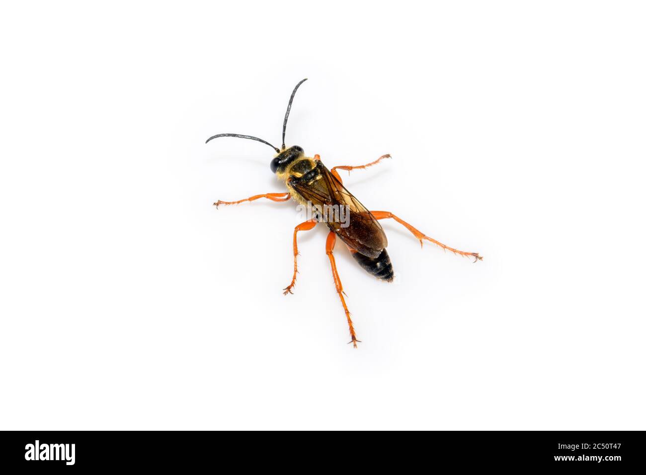 Grande gergo d'oro wasp o digger di sabbia - Sphex ichneumoneus primo piano su sfondo bianco Vista dall'alto Foto Stock