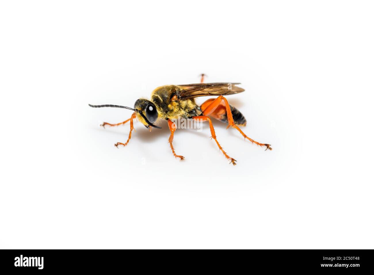 Grande gergo d'oro wasp o digger di sabbia - Sphex ichneumoneus primo piano su sfondo bianco Foto Stock