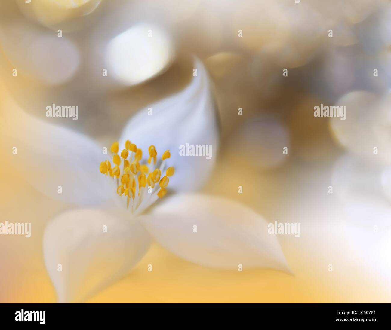 Bella natura background.Floral Art Design.astratto Macro Fotografia.Estate Flower.Golden background.Creative artistico Wallpaper.Yellow Color. Foto Stock