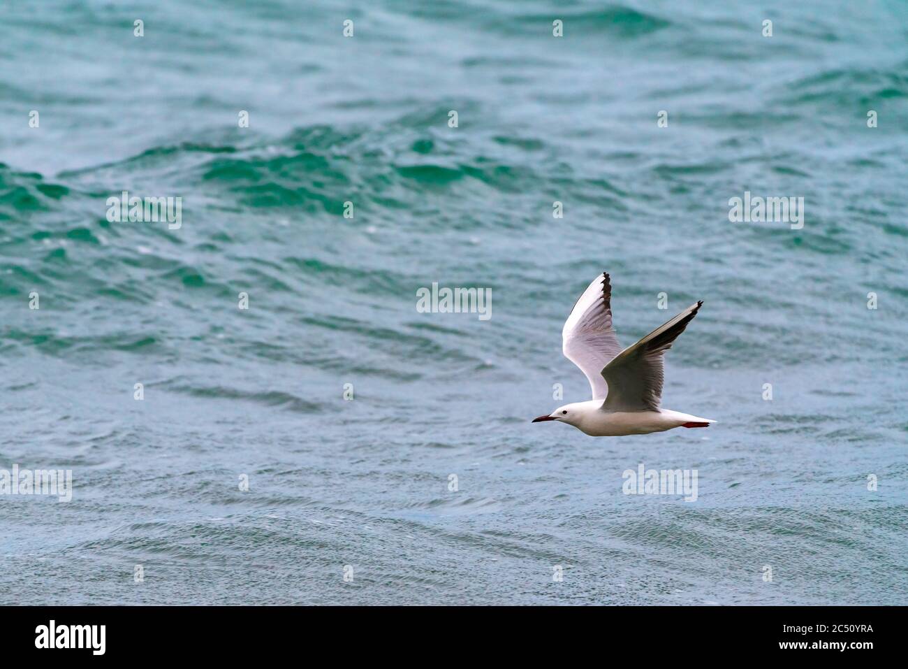 gabbiano in volo sul mare