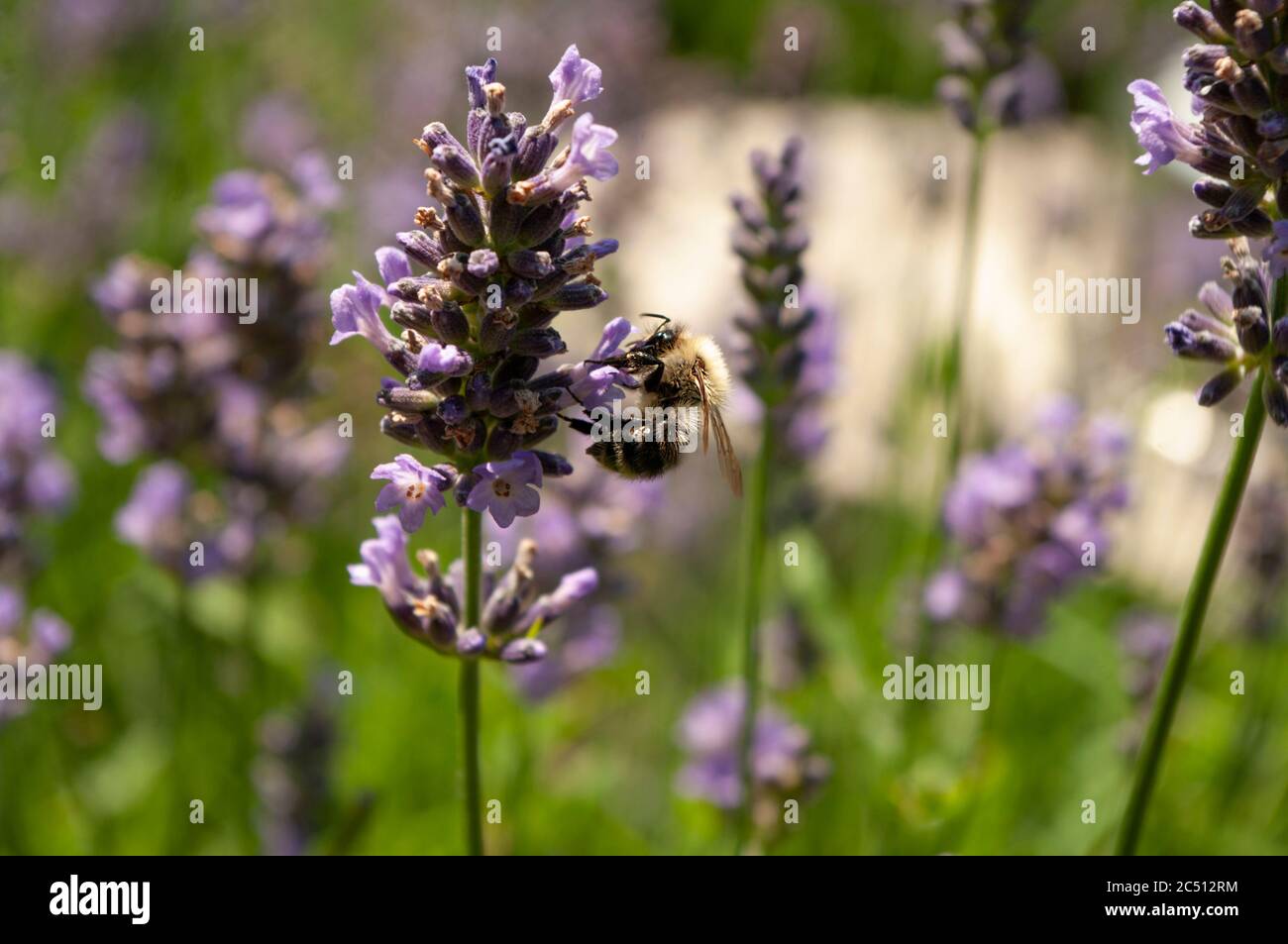 Miele ape raccolta nettare in un giardino di lavanda. herbals in fiore. Fiori viola. Foto Stock