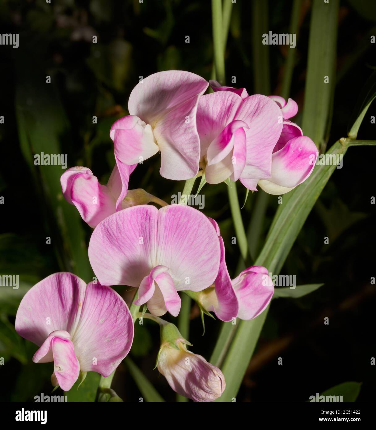 Piselli dolci (latifolius) fiori in fiore rosa e bianco. Foto Stock