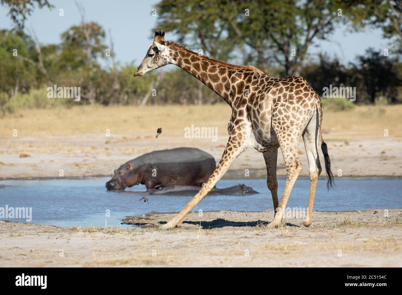 Giraffe tenta di bere acqua in piedi al bordo di una diga con due ippopotami sullo sfondo a Moremi Okavango Delta Botswana Foto Stock