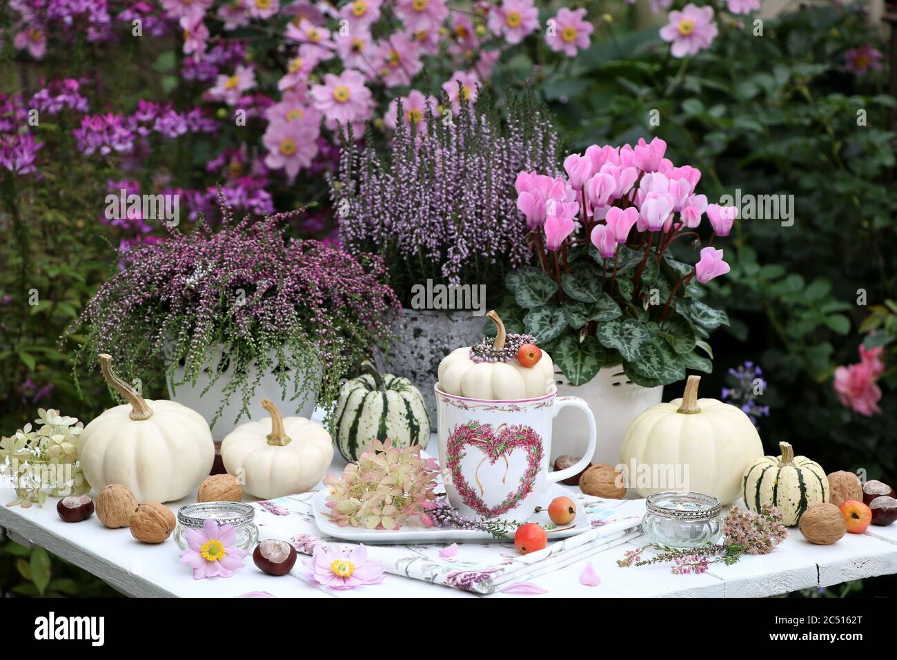 romantico tavolo con zucche bianche e fiori rosa Foto Stock