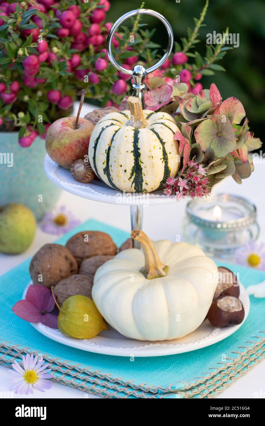 decorazione autunnale con zucche bianche, noci e fiori di idrangea sul supporto per torte a più livelli Foto Stock