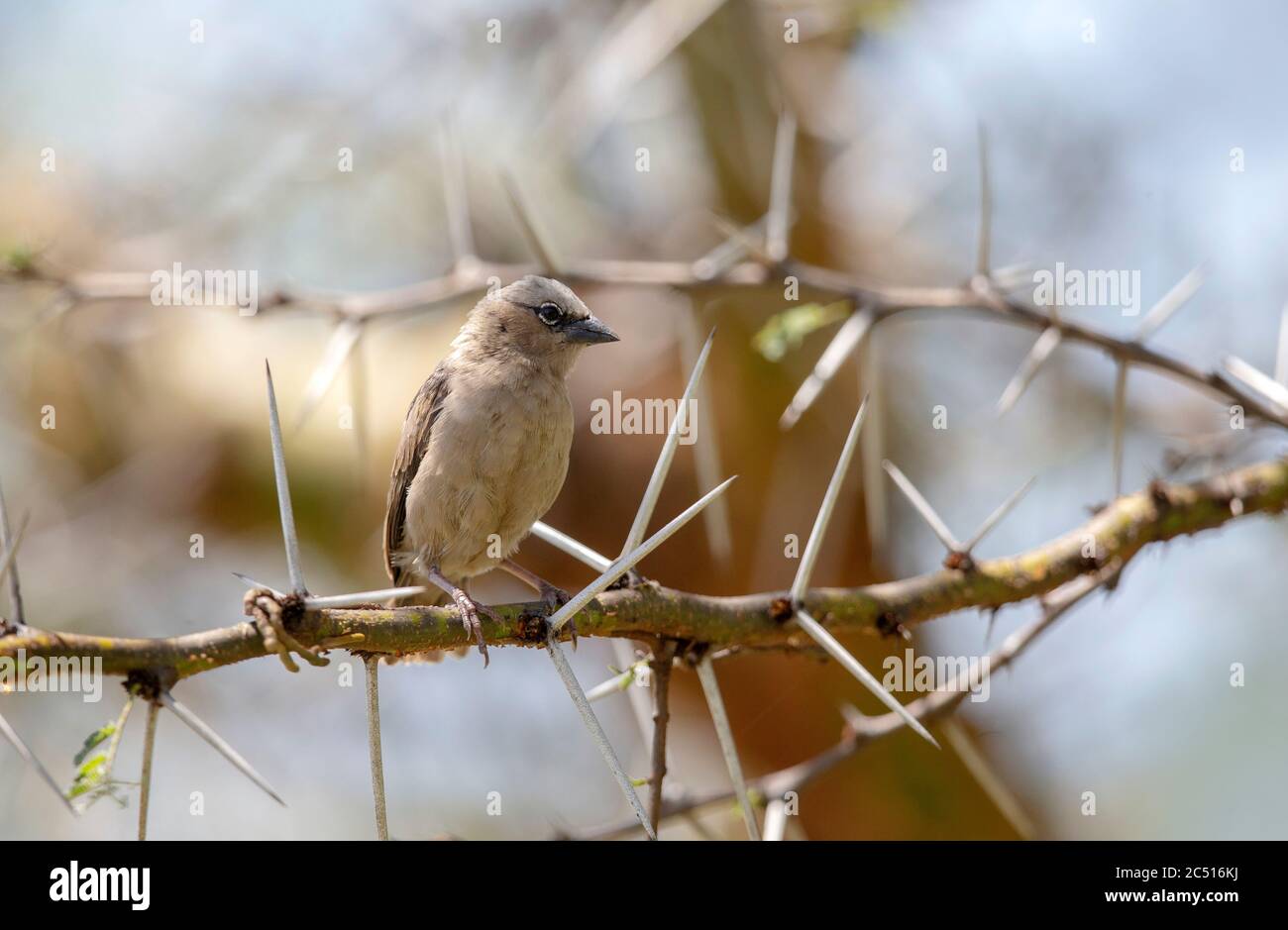Grigio capped tessitore sociale seduto sul ramo spinoso, Pseudonigrita arnaudi, Masai Mara, Kenya, Africa Foto Stock