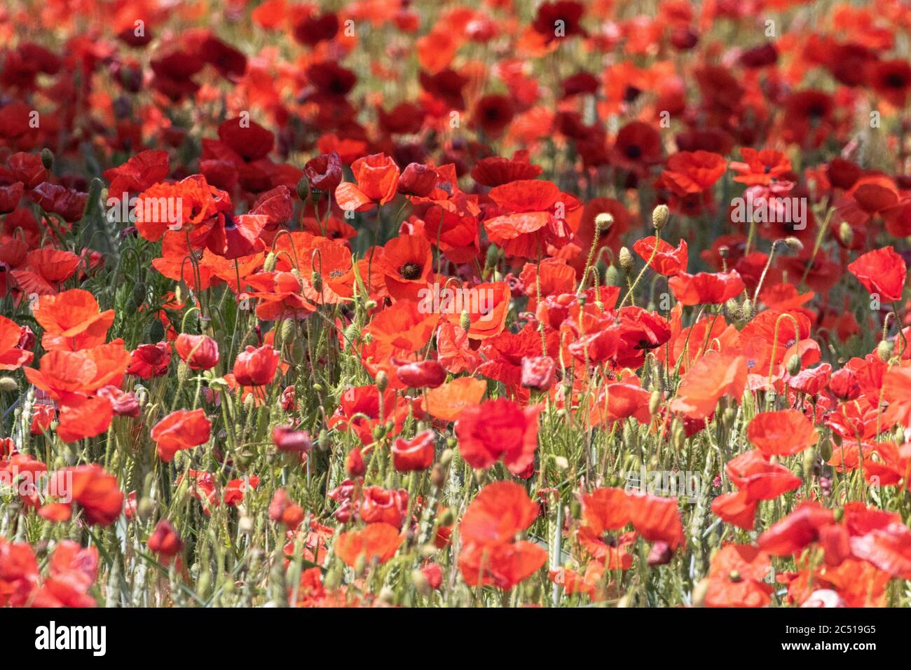 Acri di papaveri, un mare di colore rosso. Foto Stock