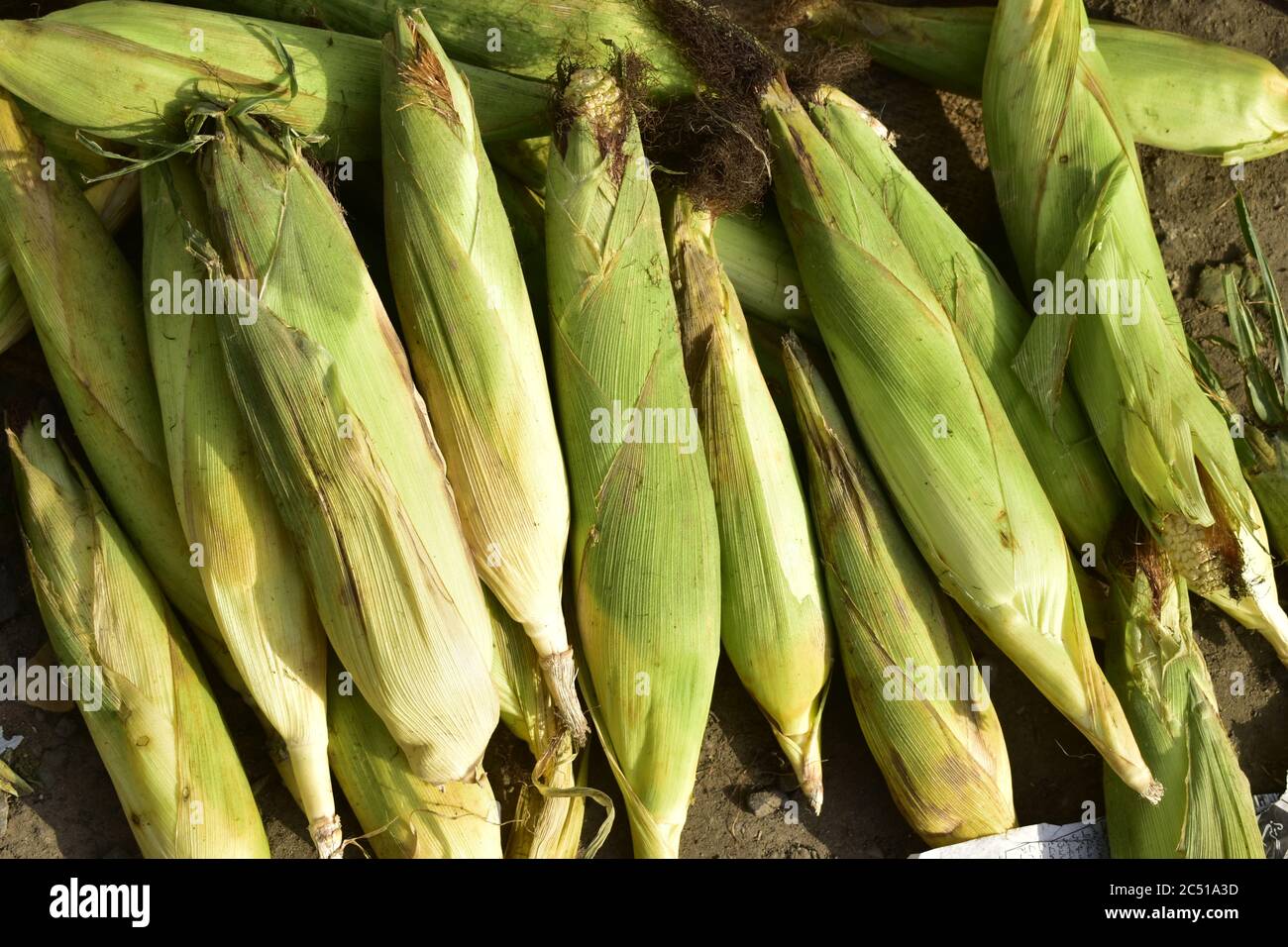 Verdure in vendita in un mrrrket a Jammu, India. Foto Stock