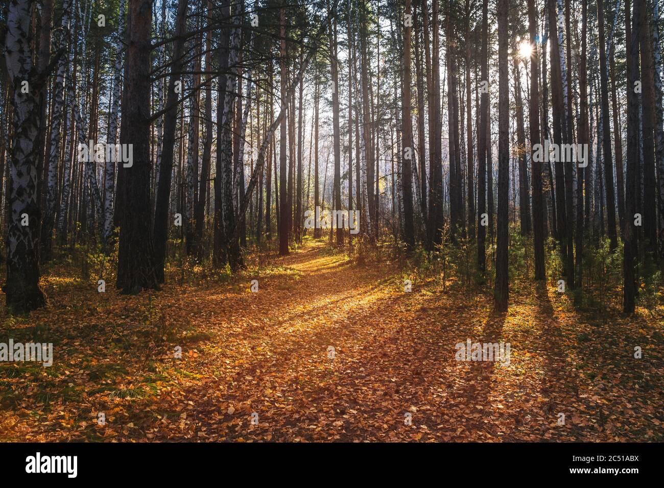 giornata di sole in una foresta di fata. autunno foresta magica. Foto Stock