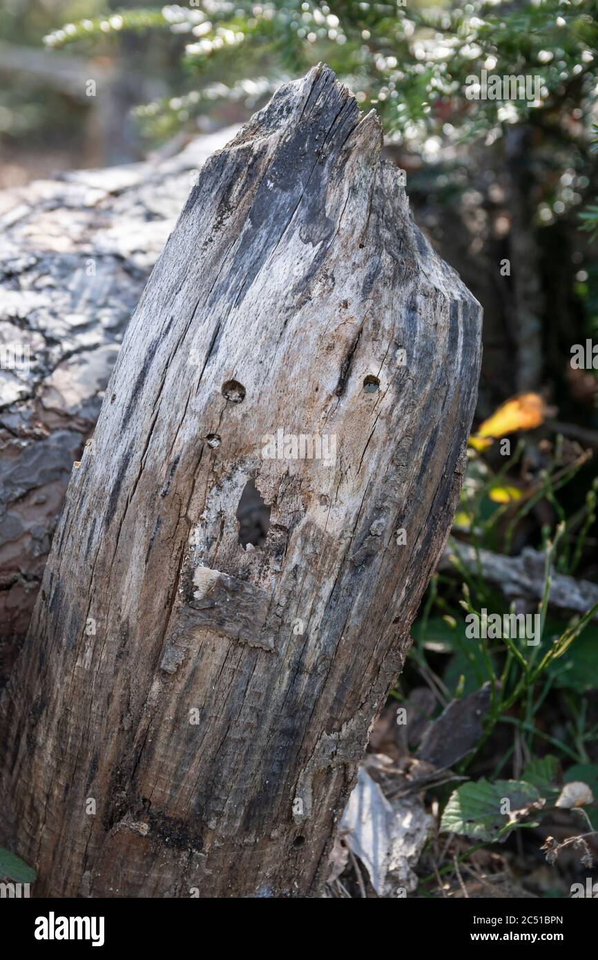 Un tronco dall'aspetto divertente di un albero tagliato da castori. Bieszczady, Polonia, Europa Foto Stock