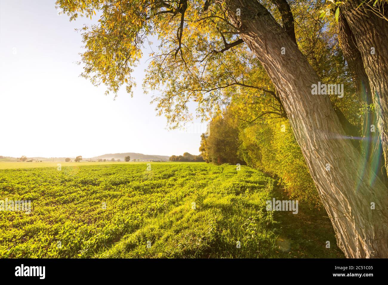 Splendido paesaggio d'oro d'autunno ai margini della foresta Foto Stock