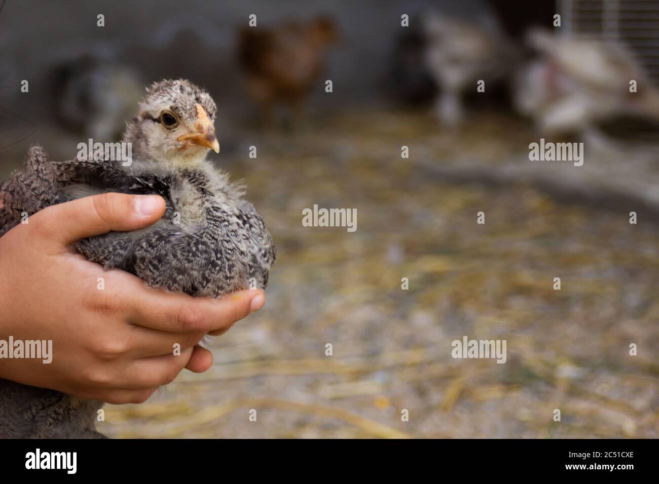 Il piccolo pollo grigio si siede sulle mani della ragazza su uno sfondo grigio Foto Stock