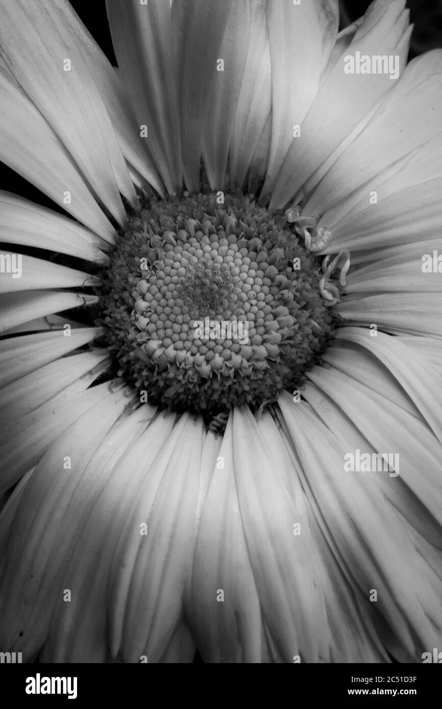 Macro foto di un girasole Foto Stock