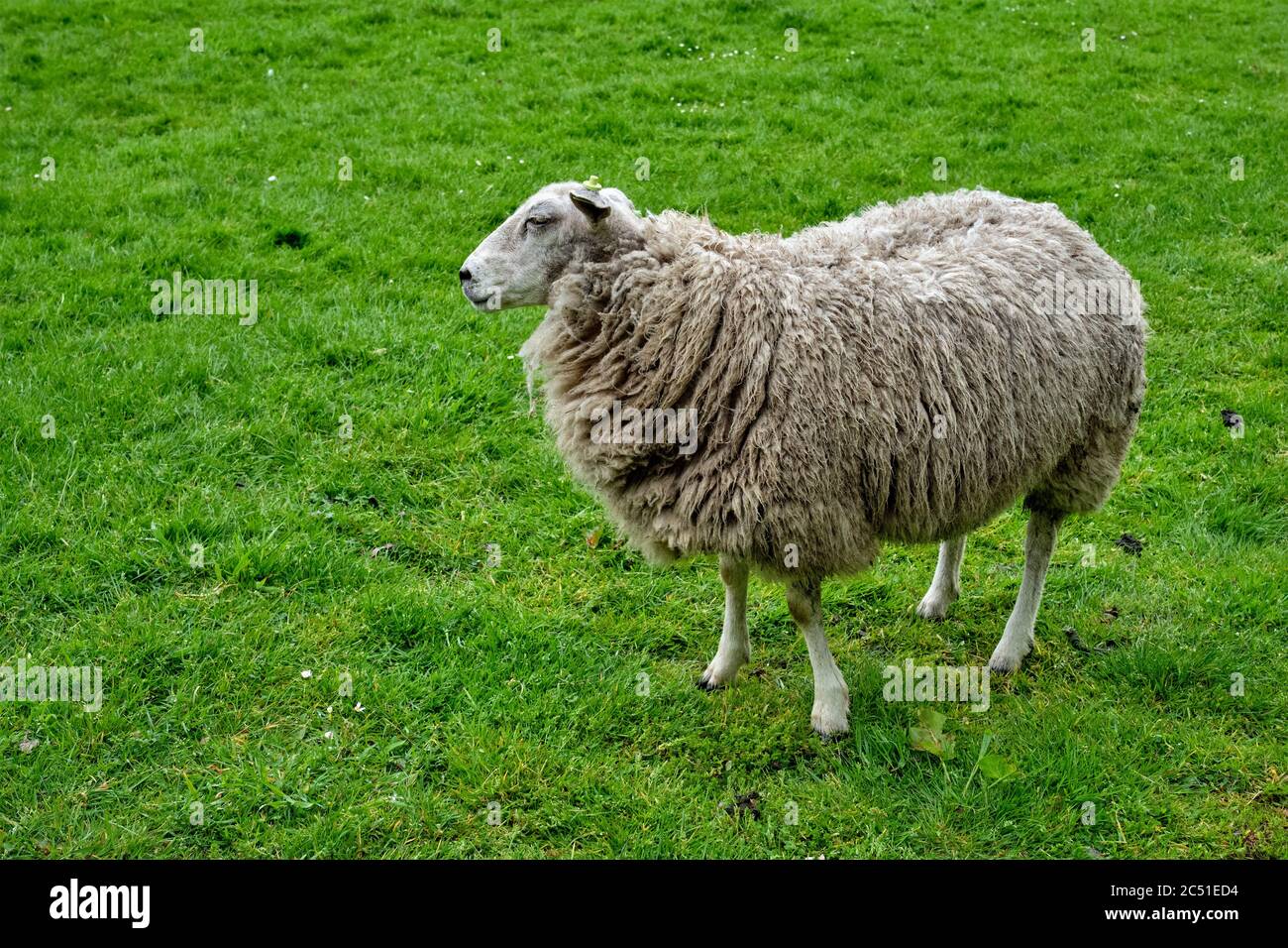 Pecore che si guarda in campo verde Foto Stock