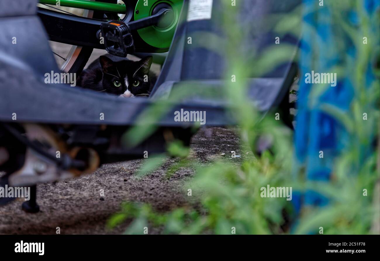 Un gatto bianco e nero che si fissa da dietro una moto parcheggiata e un po' d'erba Foto Stock