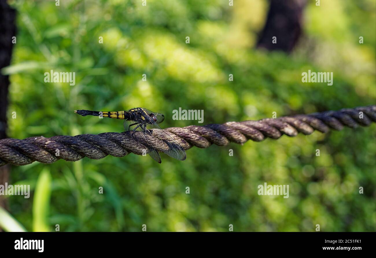Fuoco selettivo su una libellula nera e gialla che riposa su una corda invecchiata in un parco in una giornata soleggiata in estate Foto Stock