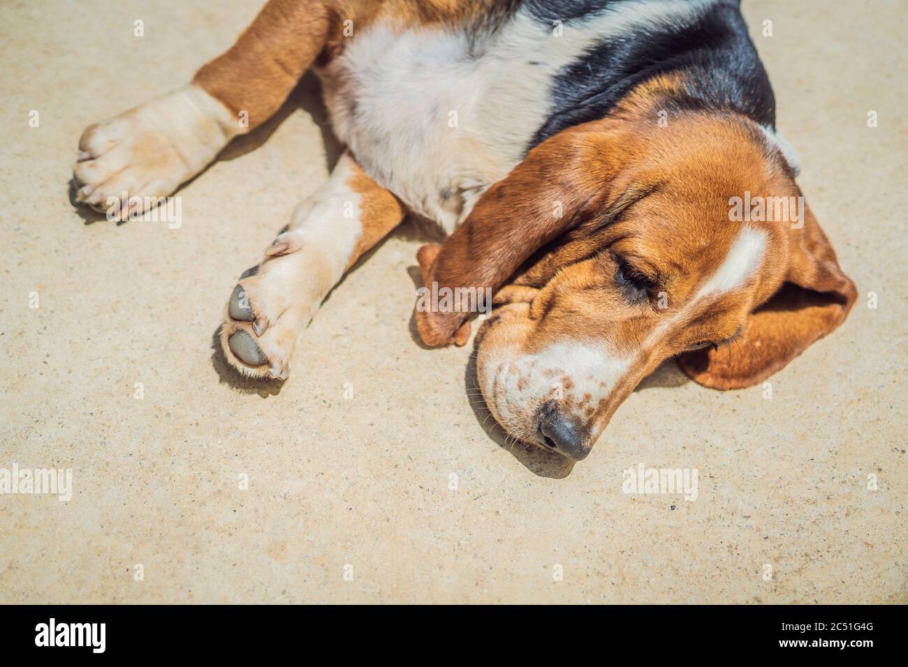 Un cane divertente che dorme sul pavimento Foto stock - Alamy