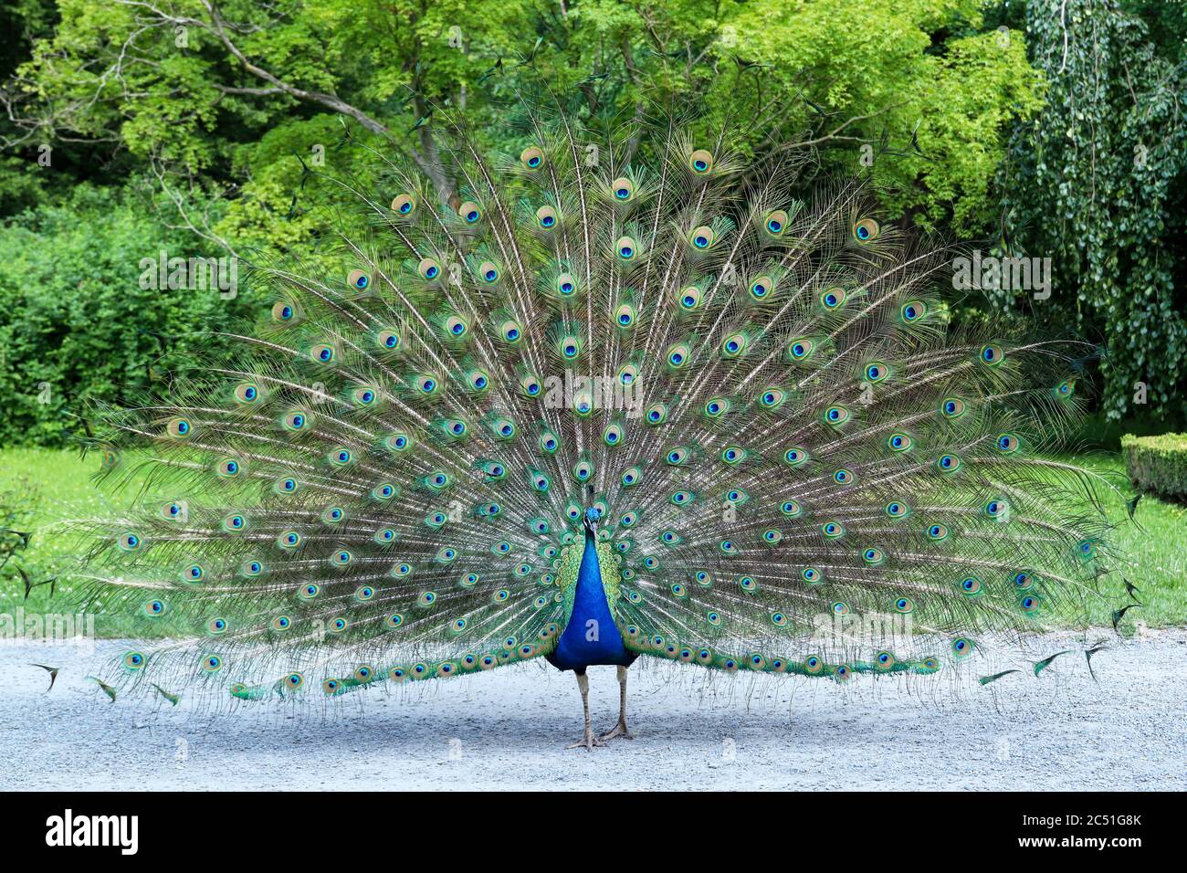 Peacock mostra la sua lunga coda con belle piume con segni simili agli occhi Foto Stock