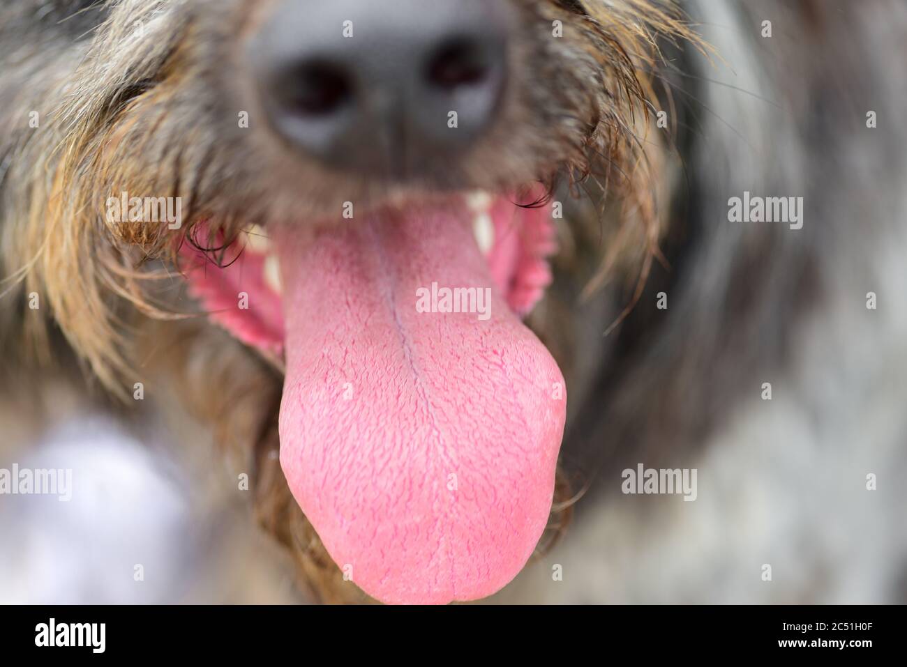 Muso di un cane tristemente randagio con capelli lunghi. Foto Stock