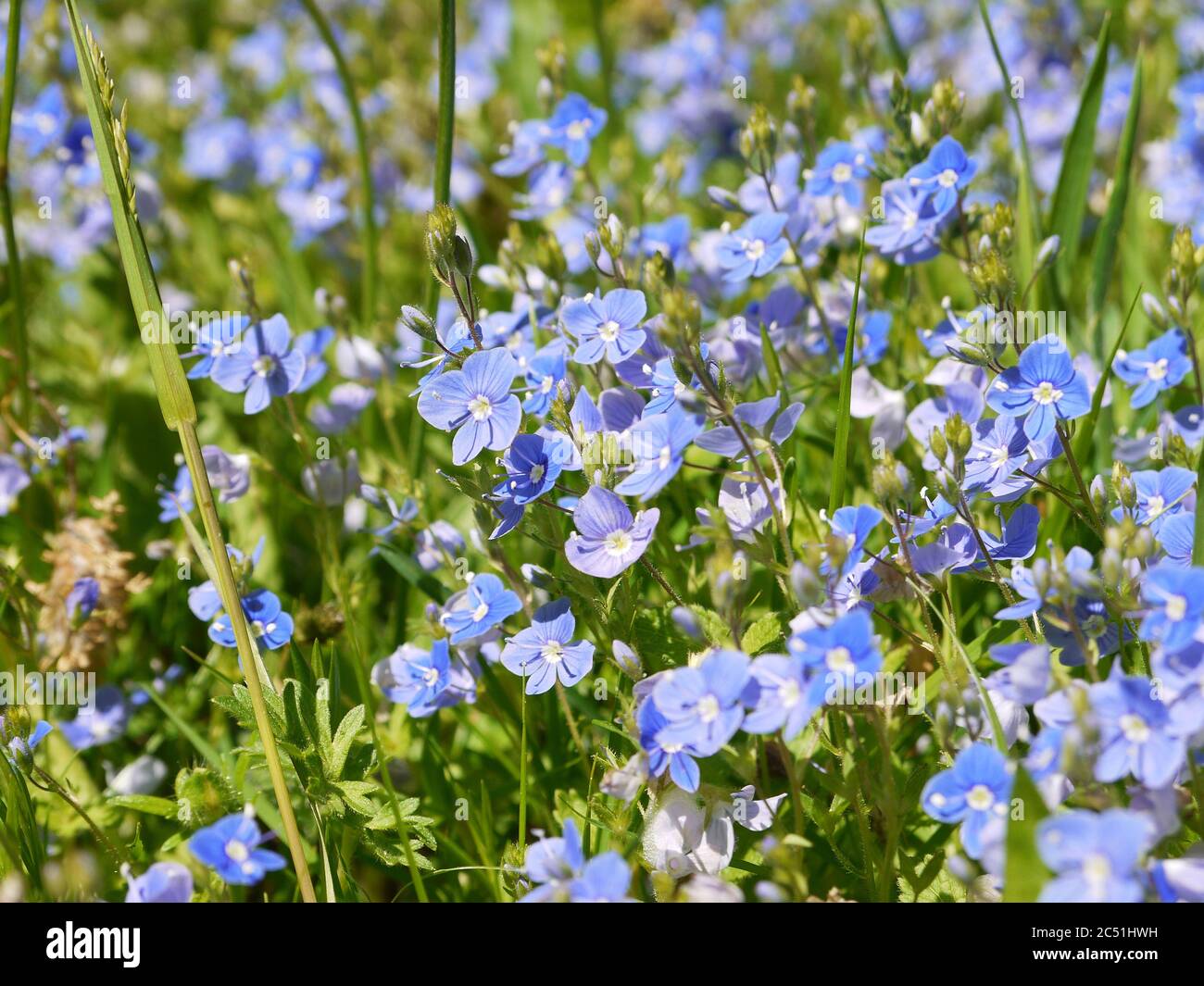 Germander Speedwell. Un bellissimo fiore di prato blu brillante che inonda l'erba verde circostante. Petite in singolarità ma significativa in numeri. Foto Stock