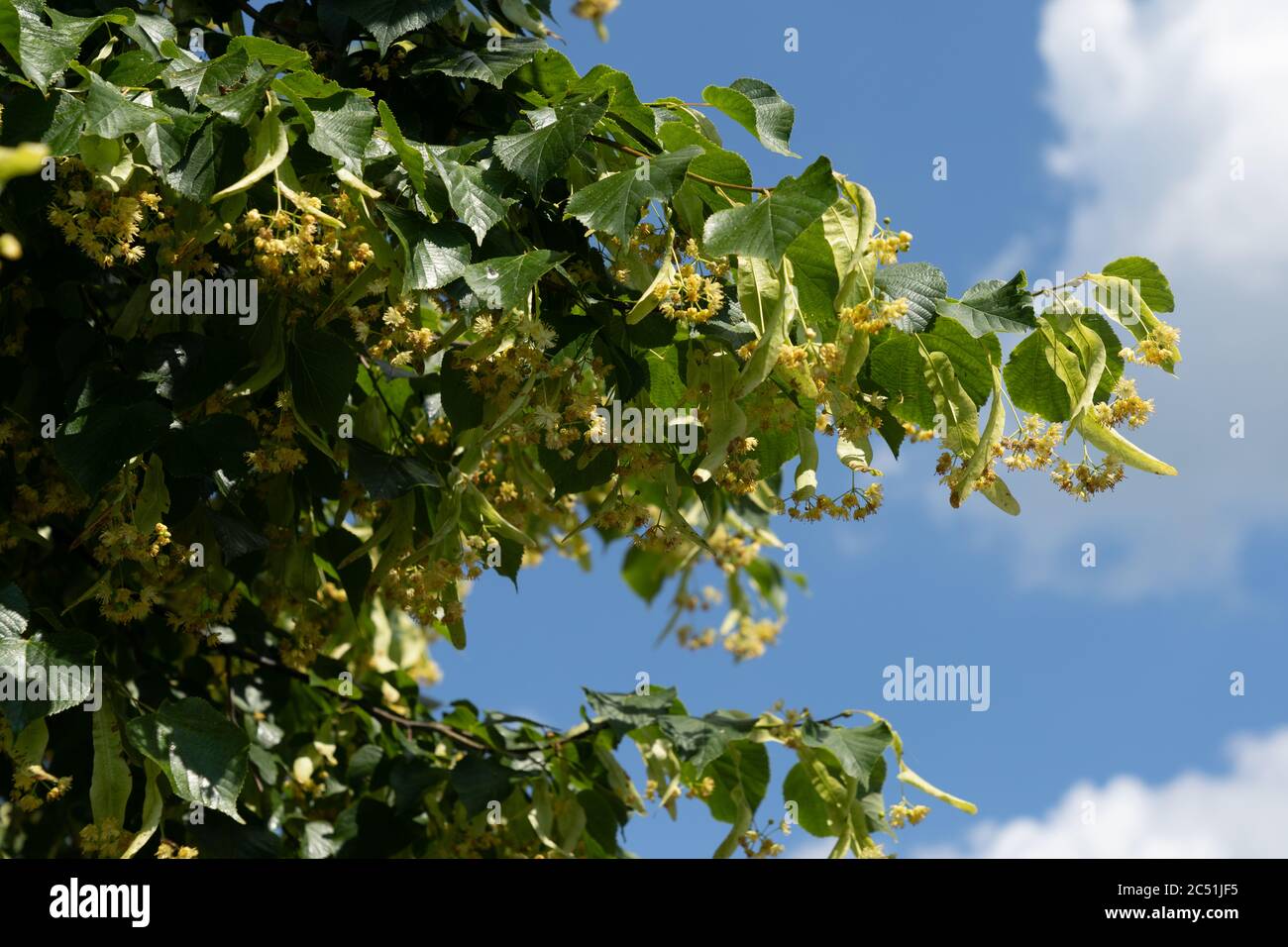 Una vista ravvicinata dei fiori di tiglio fioriti utilizzabili per il tè alle erbe medicinali Foto Stock