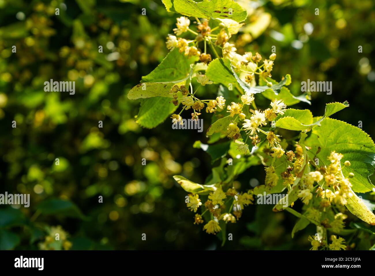 Una vista ravvicinata dei fiori di tiglio fioriti utilizzabili per il tè alle erbe medicinali Foto Stock
