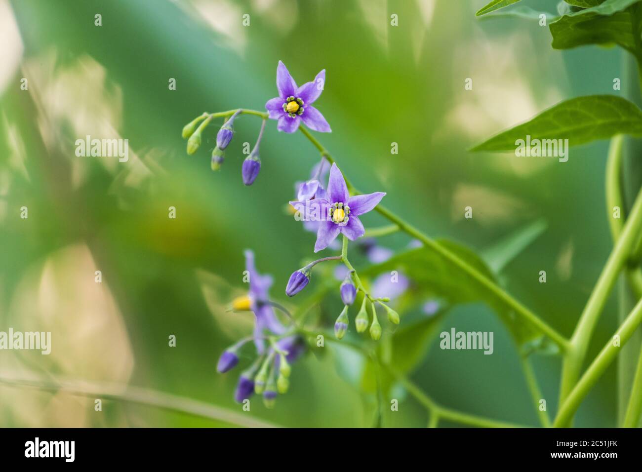 bel fiore nel palude spessets Foto Stock