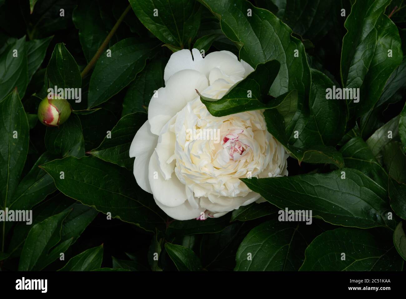 Pony bianco con foglie verde scuro Foto Stock