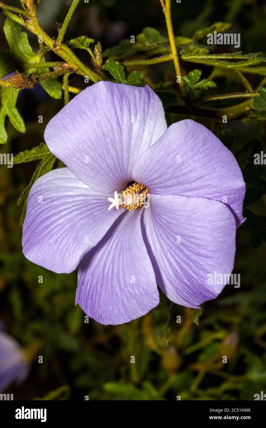 Alyogyne huegelii comunemente conosciuto come Lilac Hibiscus trovato nei santuari costieri dell'Australia occidentale Foto Stock